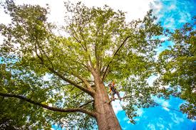 Best Lawn Grading and Leveling  in Ridgecrest, FL