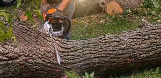 Best Tree Disease Treatment  in Ridgecrest, FL