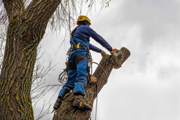 Best Root Management and Removal  in Ridgecrest, FL