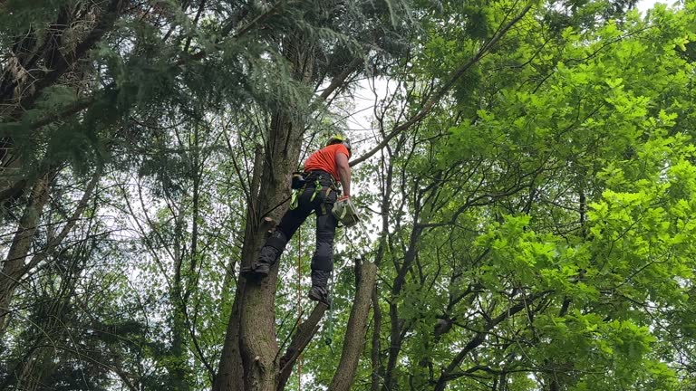 Best Fruit Tree Pruning  in Ridgecrest, FL