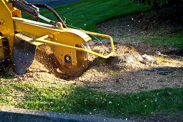 Why Choose Our Tree Removal Services in Ridgecrest, FL?